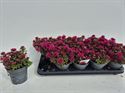 Afbeelding van Sedum P12 Spot on rose